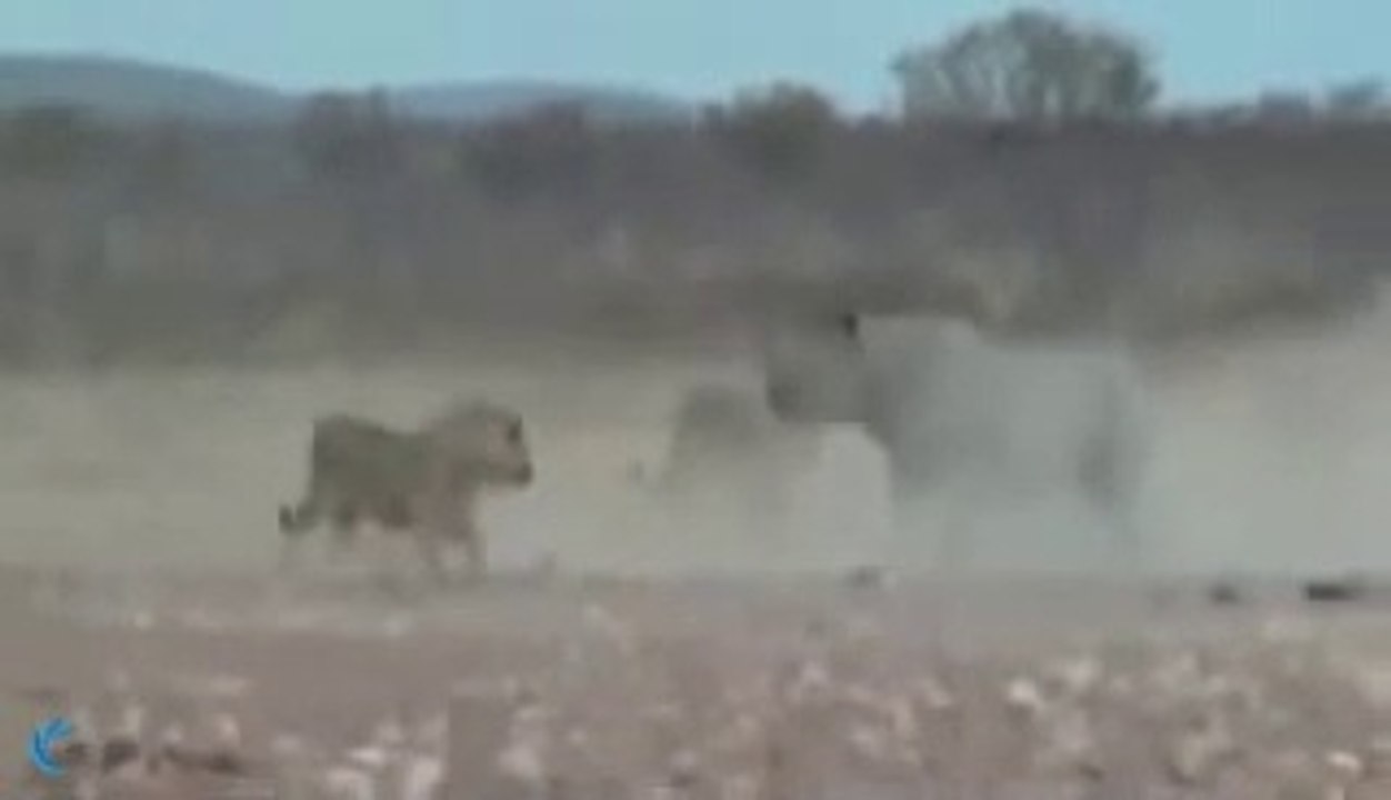 PELEA A MUERTE ENTRE LEON Y RINOCERONTE ,FIGHT TO DEATH BETWEEN LEON AND RINOCERONTE