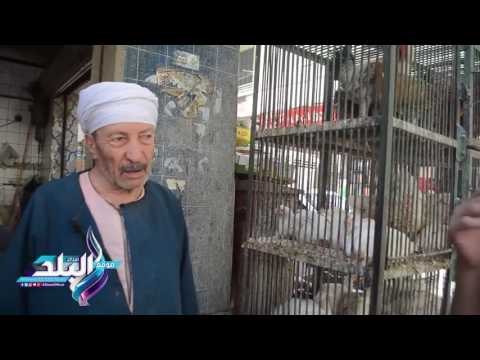 صدى البلد |أسعار الدواجن تنخفض ثلاث جنيهات للحي وتستقر في المجمد