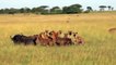 IMPRESIONANTE Hyenas eat a buffalo alive , Hienas comen vivo a un Búfalo