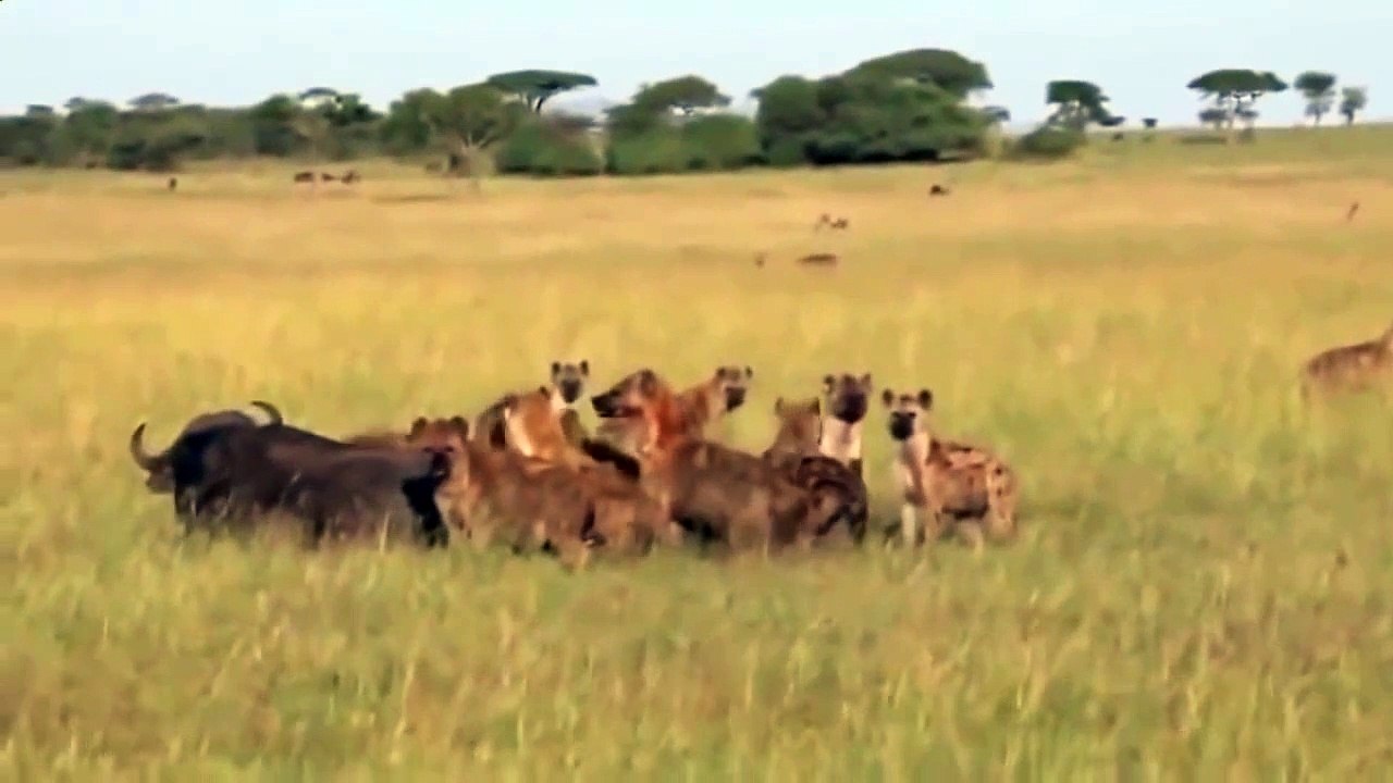 IMPRESIONANTE Hyenas eat a buffalo alive , Hienas comen vivo a un Búfalo
