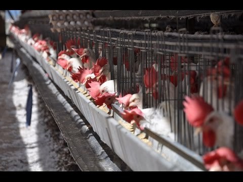 على مسئوليتي - أحمد موسى - لهذا السبب ارتفع سعر كيلو الدواجن إلى 40 جنيه