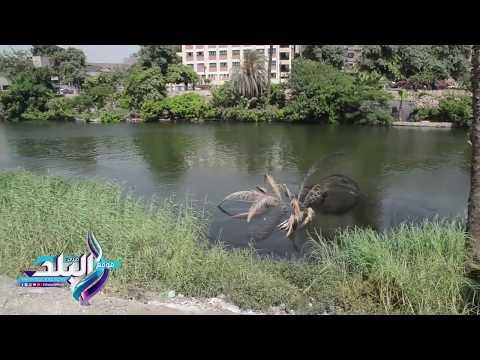 صدى البلد | شارع متحف المنيل .. منطقة الملوك فى قبضة الاهمال والبلطجة