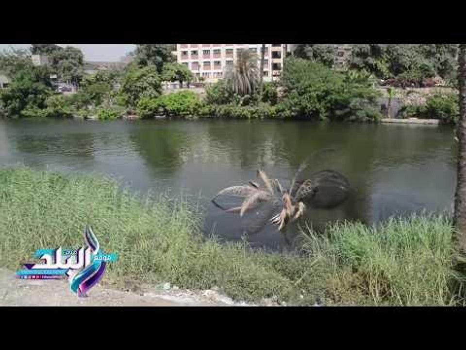 صدى البلد | شارع متحف المنيل .. منطقة الملوك فى قبضة الاهمال والبلطجة