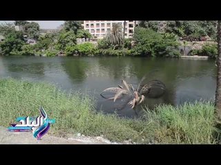 صدى البلد | شارع متحف المنيل .. منطقة الملوك فى قبضة الاهمال والبلطجة