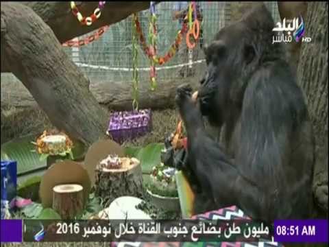 صباح البلد - شاهد احتفلت الغوريلا كوكو بعيد ميلادها الـ60