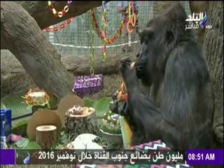 صباح البلد - شاهد احتفلت الغوريلا "كوكو" بعيد ميلادها الـ60