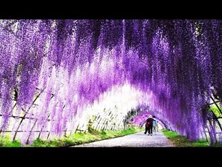 يارا يحيي تكشف اسباب تقدم سياحة اليابان "الدعاية الصح"  اللي يشوف اعلان هيتجنن ويروح