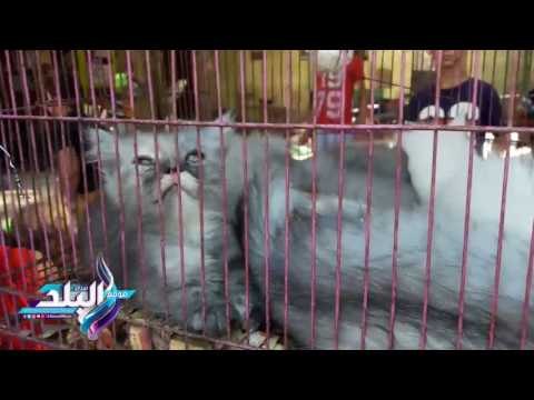 صدى البلد | سوق الأحد قبلة مربي الحيوانات في مصر