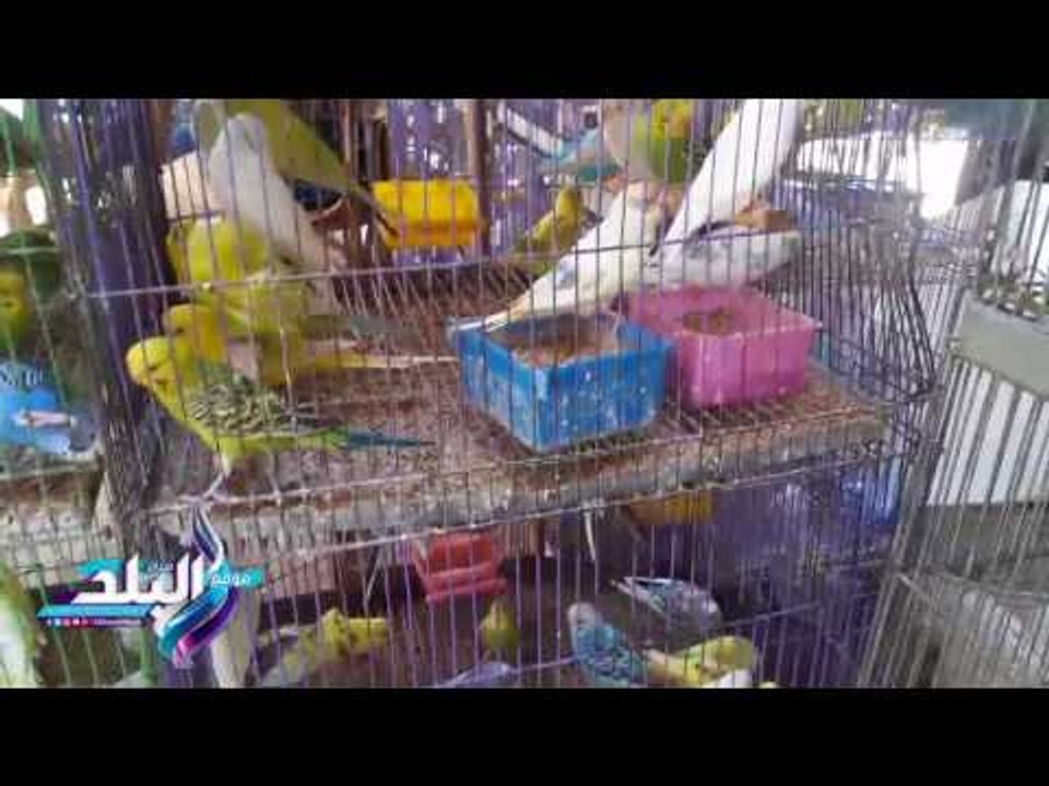 صدى البلد | انواع عصافير الزينة و اسعارها بسوق الاحد