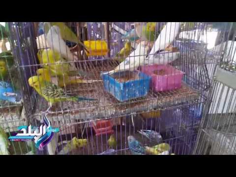 صدى البلد | انواع عصافير الزينة و اسعارها بسوق الاحد