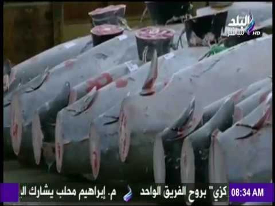 صباح البلد | شاهد أغلى سمكة تونة في العالم بـ605 ألف يورو