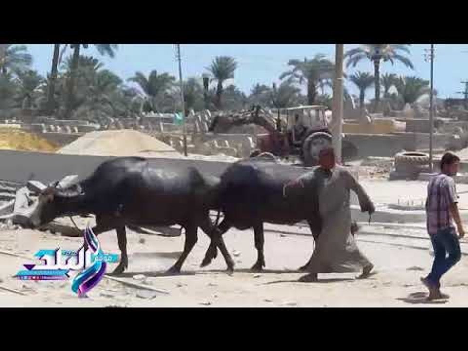 صدى البلد | "عجائب السكة الحديد" غلق مزلقان قطارات في الفيوم بسلسلة "كلاب"