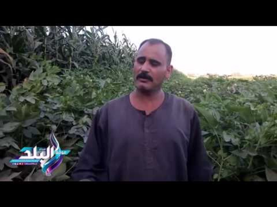 صدى البلد | "الذهب الأبيض"يزرع لمدة 6 أشهر..الفلاحين يشكون:"تركنا زراعة القطن لارتفاع تكاليفه"
