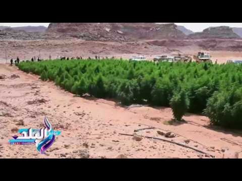 صدى البلد | حرق أكثر من 8 أفدنة مزروعة بنبات القنب المخدر بجنوب سيناء