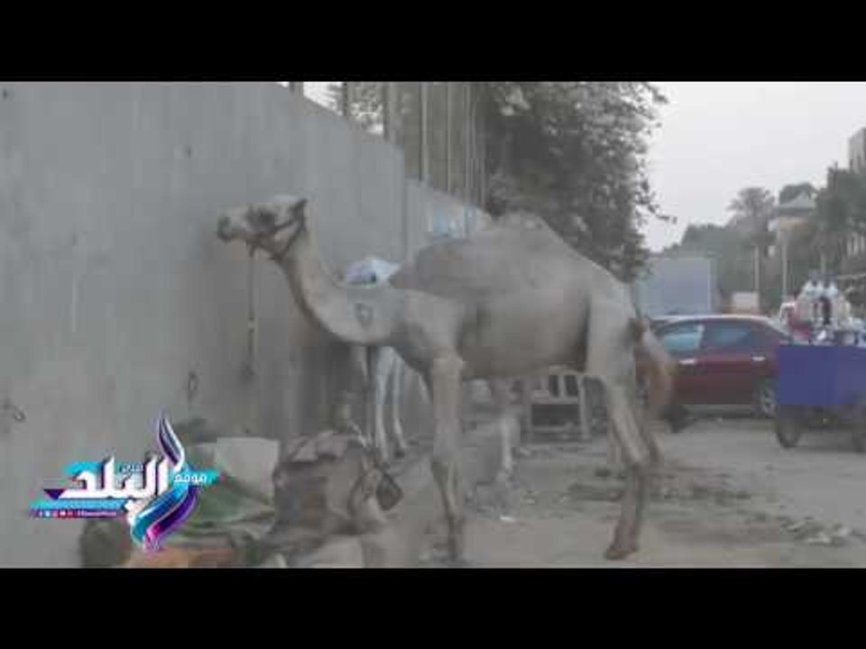صدى البلد | أصحاب اسطبلات "نزلة السمان":نعاني الركود ولا نجد علف الخيول