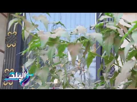 صدى البلد | تشميع مركز غسيل كلي يقوم ببيع الاعضاء البشرية و هروب صاحبة