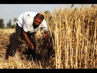 صالة التحرير - فريق بحثي ينجح في زراعة القمح مرتين بالعام، وبرلماني يؤكد: "هذا غير صحيح"