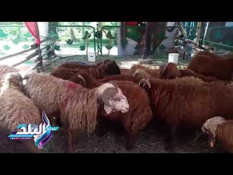 صدى البلد | التموين تطرح خراف أضاحي سودانية بـ 60 جنيها للكيلو قائم