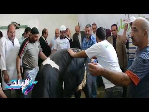 صدى البلد | محافظ الدقهلية يشهد ذبح أضاحي العيد بمجزر ميت الكرما