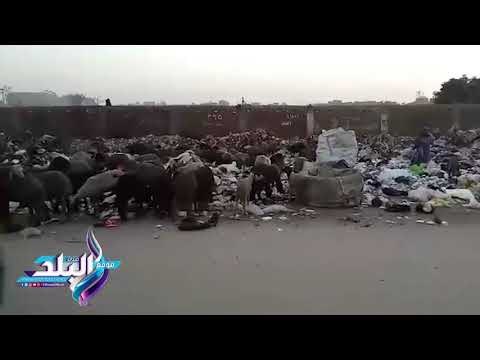صدى البلد | ماعز وخراف تتغذى على أكوام القمامة ببولاق الدكرور