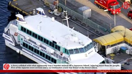 Whales Cracks Ferry's Stern Injures Almost A Hundred People On Board