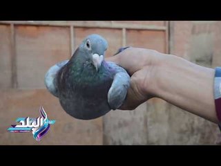 صدى البلد |  قدرات خارقة للحمام الزاجل ترفع ثمنه لـ50 الف جنيه