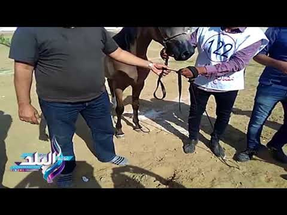 صدى البلد | مهرجان الشرقية للخيول العربية الأصيلة..