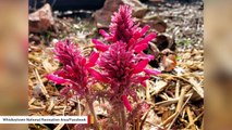 National Park Service Shares Photos Of Wildflower Bloom In Wake Of California Fires