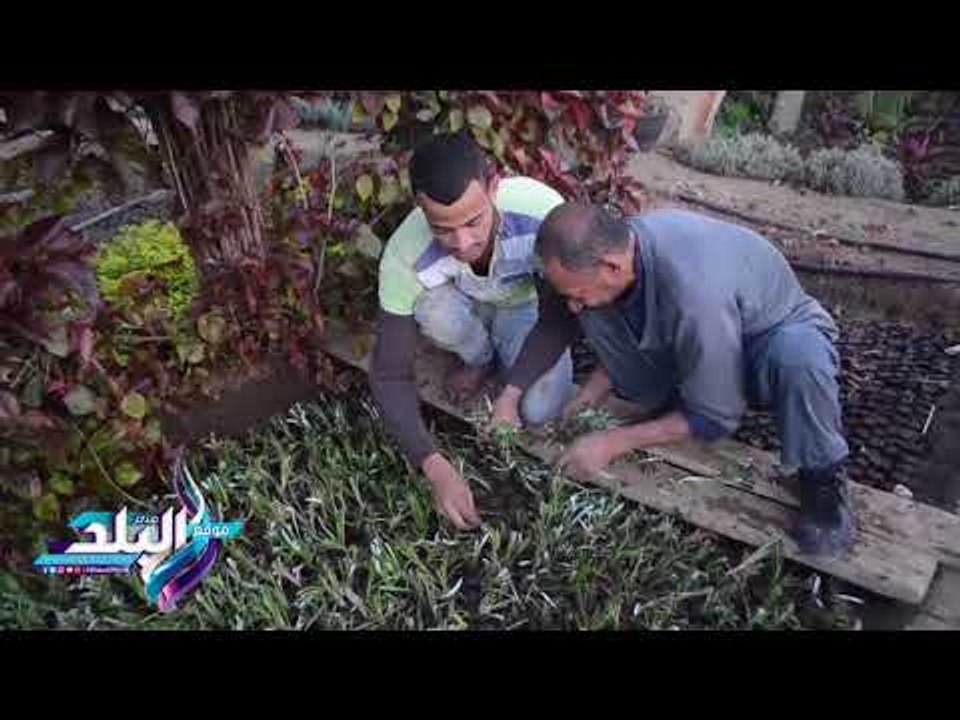 صدى البلد | "صدى البلد" داخل إحدى مشاتل القناطر الخيرية.. الاستيراد 30% والتصدير ضئيل
