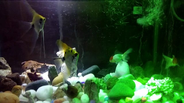 Who doesn't like a Fish Tank - with a temple top!