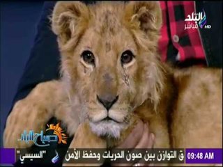 صباح البلد - رحلة فاتن الحلو مروضة الأسود في السيرك القومي