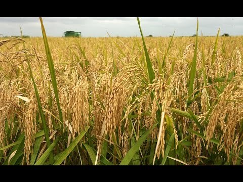 صباح البلد - بشرى سارة للمزارعين من الزراعة: إستنباطنا أصناف من الأرز تتحمل الجفاف وقصيرة العمر