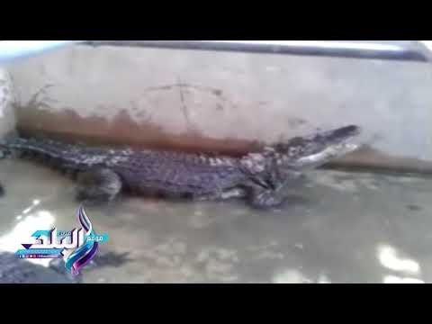 صدى البلد | قرية غرب سهيل تحفة معمارية تطل على نهر النيل وتشتهر بالمشغولات اليدوية وتربية التماسيح