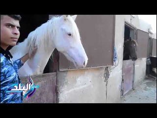 «صدى البلد» في جمعية للرفق بالحيوان «حياة آدمية لغير البشر»