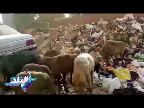 صدى البلد | القمامة تحتل شوارع بولاق .. والحى خارج الخدمة