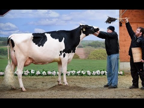 صدى البلد | الدكتور البيطرى شغال في المجزر والسكين على رقبته