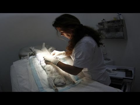 صدى البلد | خالد العامري قانون المستشفيات الجامعية الجديد يغفل يضيع حقوق المستشفيات البيطرية