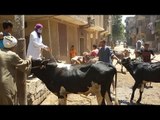 صدى البلد | نقيب البطريين قانون حماية الحيوان لتصحيح مصار الطب البيطرى فى مصر