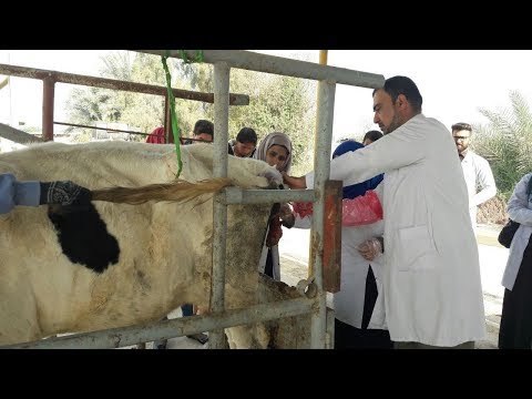 صدى البلد | نقيب البيطريين نحتاج 600 طبيب بيطرى بالمستشفيات الحكومية