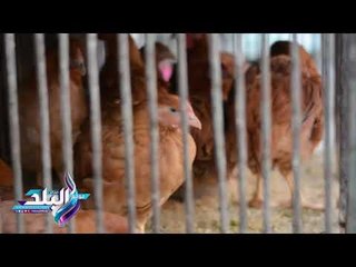 صدى البلد |تعرف علي اسعار الدواجن بالاسواق اليوم