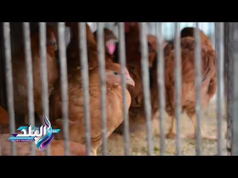 صدى البلد |تعرف علي اسعار الدواجن بالاسواق اليوم