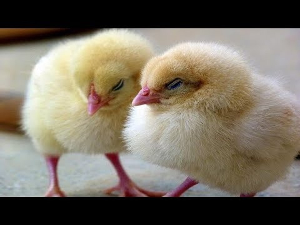 صدى البلد |  وزير الزراعة : توقيع مشاريع لانتاج 50 مليون دجاجة سنويا