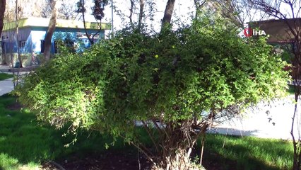 Şanlıurfa'da, ilkbahar güzellikleriyle göz kamaştırıyor