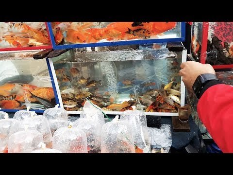 صدى البلد | إلي ما يشتري يتفرج ..أسماك الزينة تجذب رواد سوق الجمعة السعر يبدأ من 2جنيه