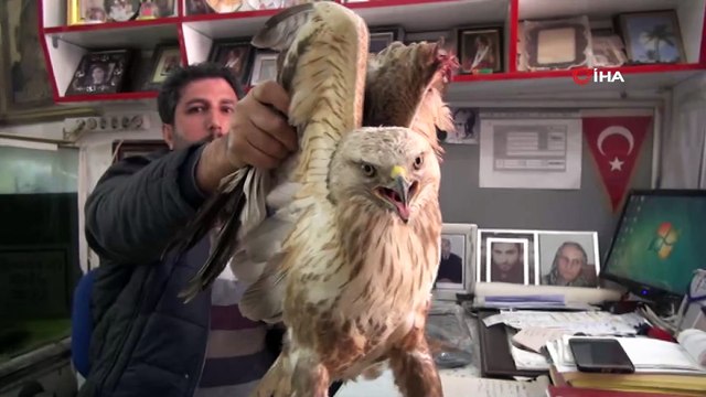 Avcıların yaraladığı kızıl şahine inşaat işçisi sahip çıktı