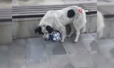 Futbolcu köpeği gören telefona sarıldı