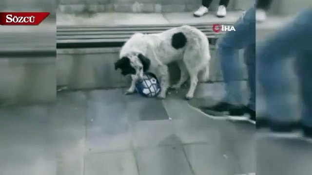 Futbolcu köpeği gören telefona sarıldı