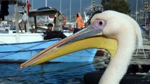 Balıkçı barınağı 2 pelikanın yuvası oldu - HATAY
