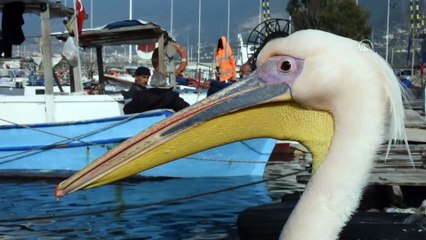 Balıkçı barınağı 2 pelikanın yuvası oldu - HATAY
