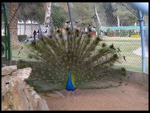 صدى البلد | رئيس الإدارة المركزية لحدائق الحيوان يكشف خطة الرئاسة ومجلس الوزراء لتطوير الحديقة